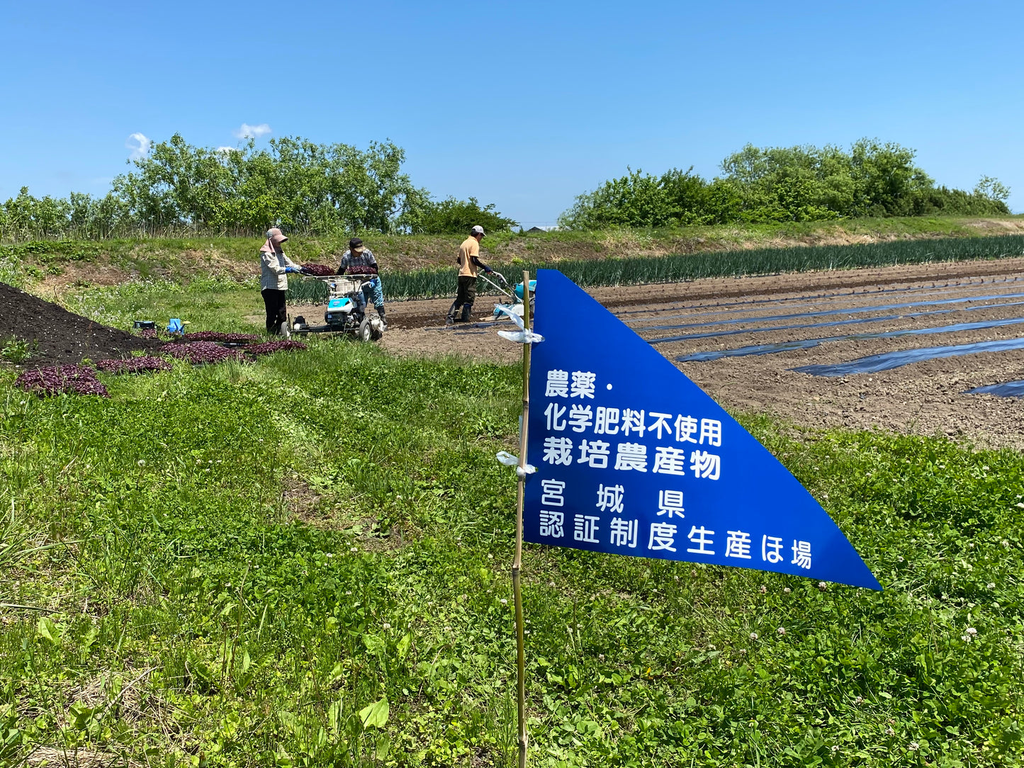 【野菜パウダー】彩りベジコロッケ(3p)